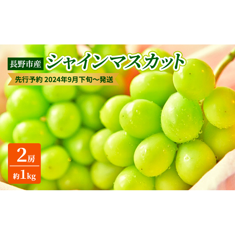 ぶどう 先行予約 長野市産 シャインマスカット 2房 約1kg 朝採り 葡萄 ブドウ フルーツ 果物 シャイン マスカット デザート おやつ 信州 2025年秋発 長野県長野市14000果物・フルーツマスカット