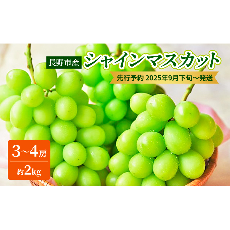 ぶどう 先行予約 長野市産 シャインマスカット3〜4房 約2kg 朝採り 葡萄 ブドウ フルーツ 果物 シャイン マスカット デザート おやつ 信州 2025年秋発 長野県長野市23000果物・フルーツマスカッ