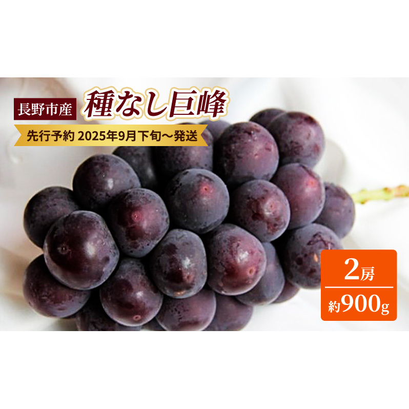 ぶどう 先行予約 種なし 巨峰 2房 約900g 果物 ブドウ 葡萄 フルーツ デザート おやつ 信州 2025年秋発送 長野県長野市12000果物・フルーツマスカット・ぶどう