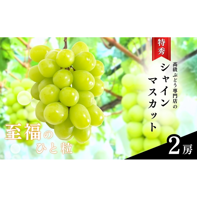 Ԃǂ s\ sY VC}XJbg G 2[  uhE t[c ʕ VC }XJbg fU[g  MB 2025NH 쌧s20000ʕEt[c}XJbgEԂ