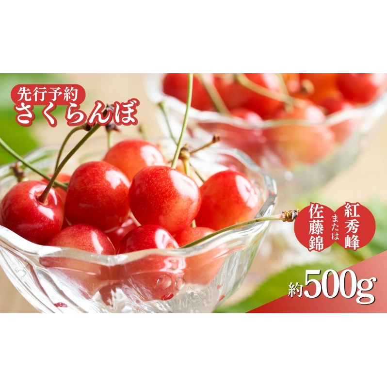 先行予約 さくらんぼ 約500g 2025年6月〜7月上旬発送※オンライン決済限定 果物 フルーツ デザート チェリー 佐藤錦 紅秀峰 長野県長野市17000果物・フルーツさくらんぼ