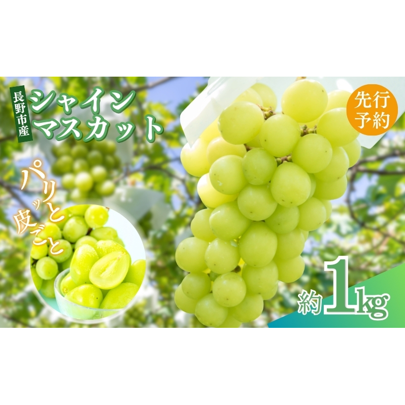 ぶどう 先行予約 長野市産 シャインマスカット 約1kg 2025年9月下旬より順次発送 葡萄 ブドウ フルーツ 果物 シャイン マスカット デザート おやつ 信州 オンライン決済限定長野県長野市16000