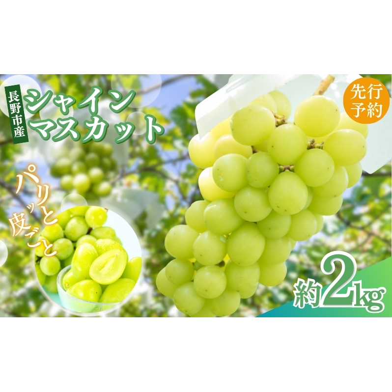 ぶどう 先行予約 長野市産 シャインマスカット 約2kg 2025年9月下旬より順次発送 葡萄 ブドウ フルーツ 果物 シャイン マスカット デザート おやつ 信州 オンライン決済限定 長野県長野市25000