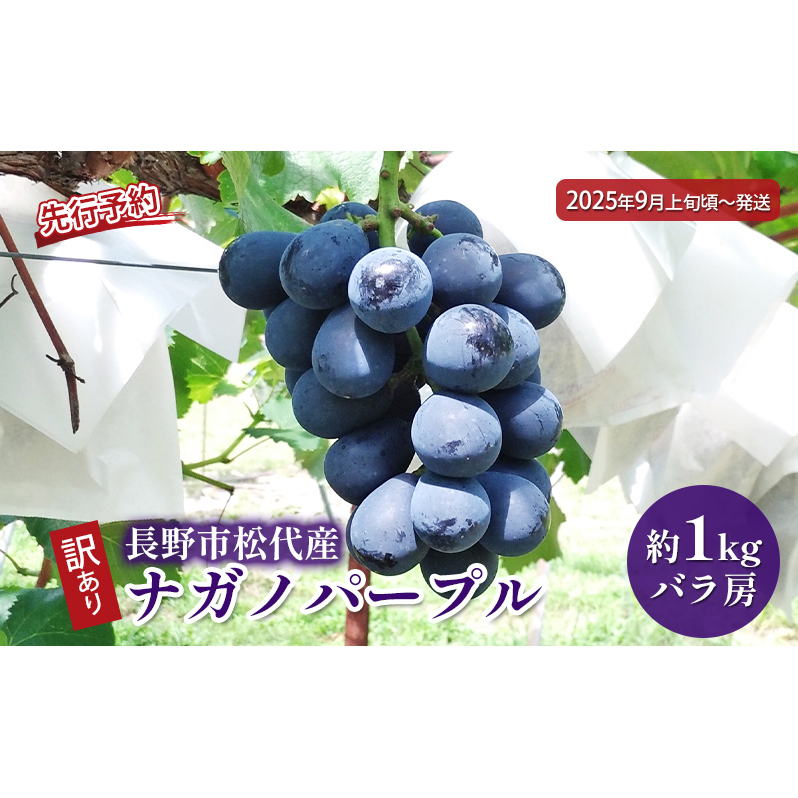 ぶどう 先行予約 訳あり 長野市松代産 ナガノパープル 約1kg バラ房 果物 ブドウ 葡萄 フルーツ デザート おやつ 種なし TAKANO農園 信州 2025年秋発送 長野県長野市13000果物・フルーツマスカッ