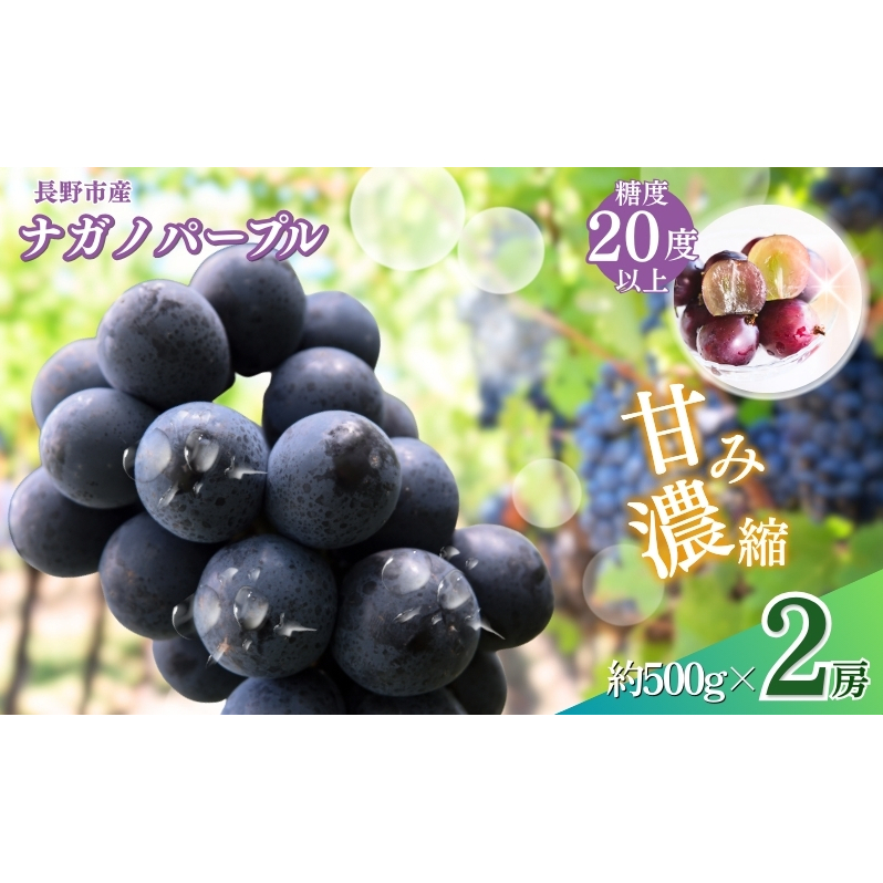 ぶどう 先行予約 ナガノパープル 2房 葡萄 ブドウ 果物 フルーツ デザート おやつ 信州 2025年秋発送 長野県長野市31000果物・フルーツマスカット・ぶどう
