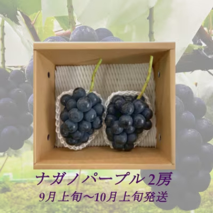 【2025年9月より順次発送】信州産ナガノパープル2房(合計1kg以上)大粒&大房 果物 ぶどう フルーツ 種なし 皮ごと 食べ応え 秋の味覚 長野県長野市20000果物・フルーツマスカット・ぶどう
