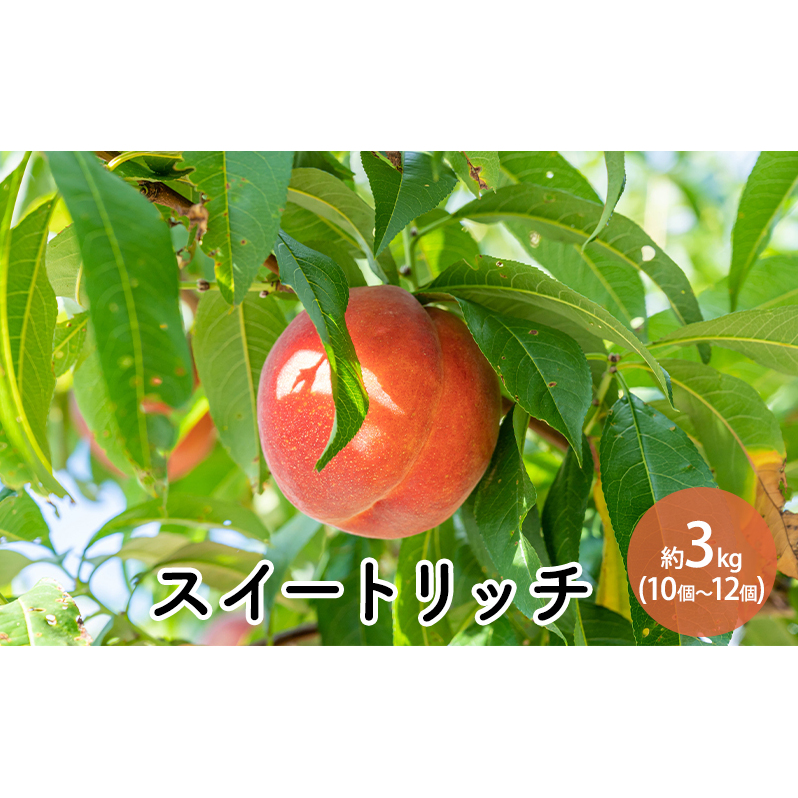 スイートリッチ(中生ワッサー)約3kg 10個〜12個 長野県長野市18000果物・フルーツもも・すもも