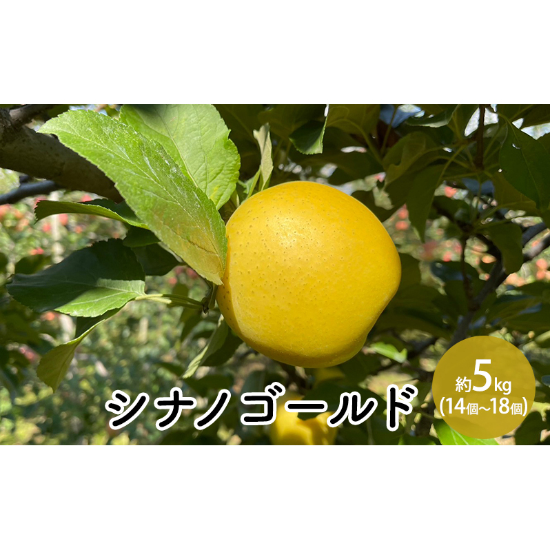 シナノゴールド約5kg(14個〜18個) 長野県長野市19000果物・フルーツりんご・梨