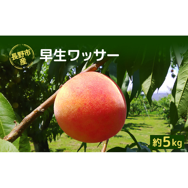 長野市産早生ワッサー約5kg 長野県長野市24000果物・フルーツもも・すもも