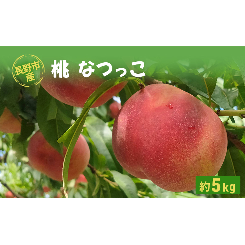 sYuȂv5kg 쌧s24000ʕEt[cE