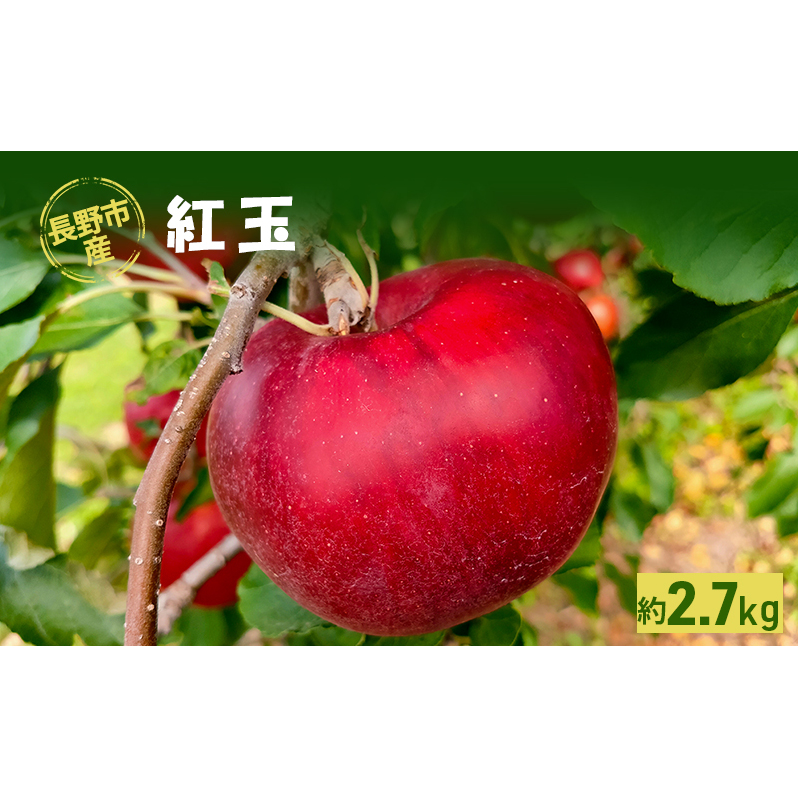 長野市産「紅玉」約2.7kg 長野県長野市13000果物・フルーツりんご・梨