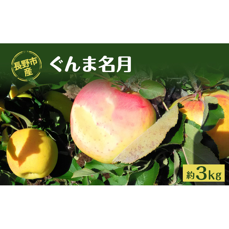 長野市産「ぐんま名月」約3kg 長野県長野市12000果物・フルーツりんご・梨