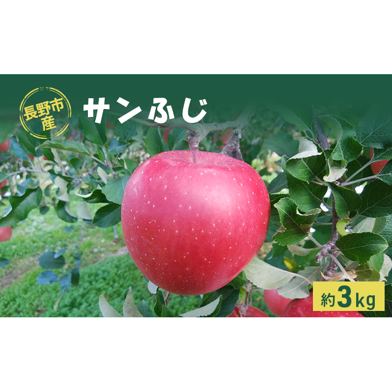 長野市産「サンふじ」約3kg 長野県長野市12000果物・フルーツりんご・梨