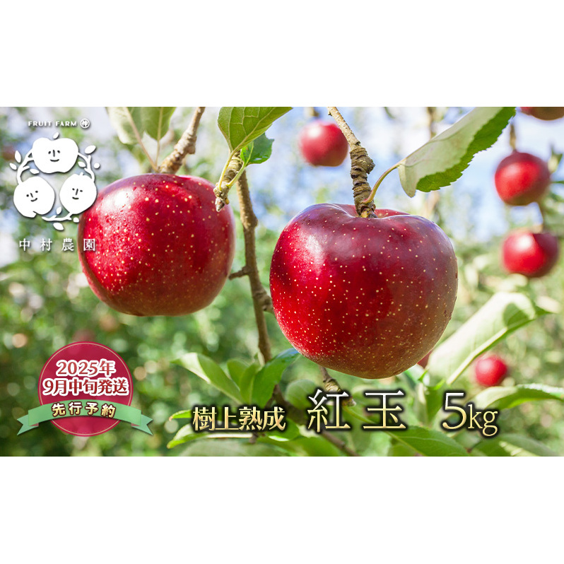 先行予約 りんご 5kg 樹上熟成 紅玉 林檎 リンゴ 果物 くだもの フルーツ 旬の果物 旬のフルーツ 季節の果物 季節のフルーツ 美味しい果物 長野県産 長野県産りんご 紅玉リンゴ 信州 長野 長