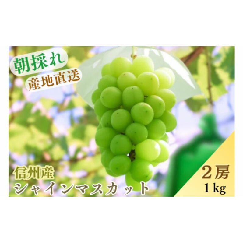 長野市産シャインマスカット約1kg(2房) ぶどう ブドウ 葡萄 マスカット 長野県産 フルーツ 果物長野県長野市14000果物・フルーツマスカット・ぶどう