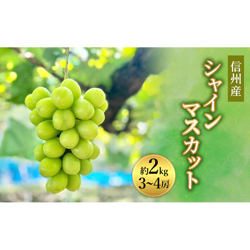 Ԃǂ MBYVC}XJbg2kgi3`4[j2025N  uhE t[c ʕ VC }XJbg fU[g  MB 쒷쌧s23000ʕEt[c}XJbgEԂǂ