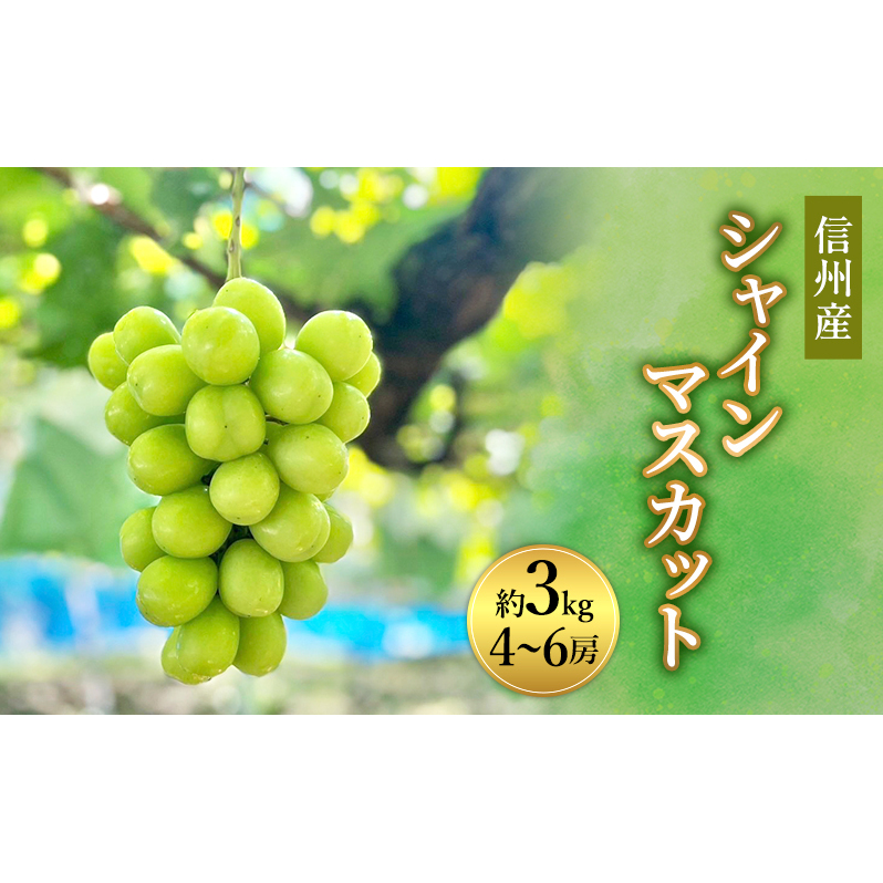 ぶどう 信州産シャインマスカット約3kg(4〜6房)2025年発送 葡萄 ブドウ フルーツ 果物 シャイン マスカット デザート おやつ 信州 長野長野県長野市31000果物・フルーツマスカット・ぶどう