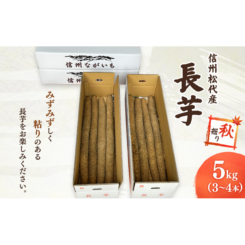 長芋【秋掘り】 信州 長野市 お取り寄せ とろろ 長いも ながいも 山芋 芋 いも 野菜 根菜長野県長野市23000野菜・きのこ大根・ニンジン・根菜類