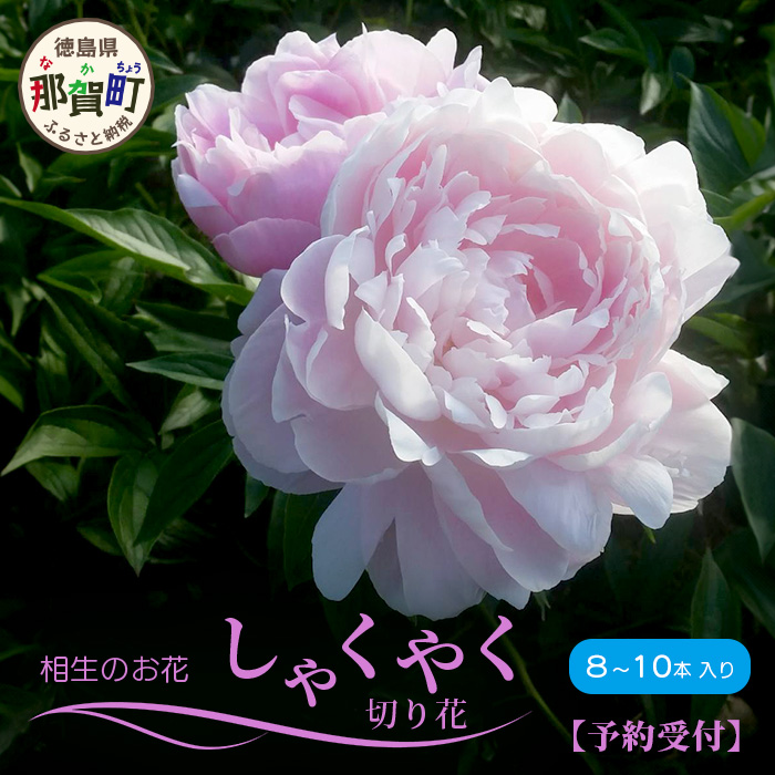 【予約受付】那賀町産 しゃくやく 8本～10本【相生の花】【4月下旬～5月発送】生花 お花 花束 生け花 華道【生産者直送】シャクヤク 芍薬  プレゼント 贈り物 フラワーアレンジメント インテリア ドライフラワー 切り花 切花 MN-3 | 徳島県那賀町 | JRE MALL ...