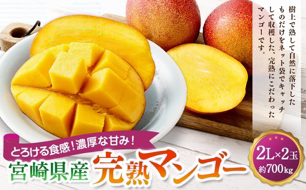 <宮崎県産完熟マンゴー 2L×2玉(約700g)>2025年4月中旬〜7月末までに順次出荷 果物 くだもの フルーツ アーウィン マンゴー デザート 甘味 完熟 宮崎宮崎県高鍋町20000果物・フルーツマンゴ