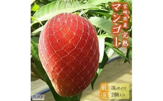【先行予約】<宮崎県産 完熟マンゴー (3Lサイズ×2個)>2026年4月上旬〜9月上旬迄に順次出荷 果物 フルーツ マンゴー くだもの 特産品 完熟 国産 宮崎県 高鍋町宮崎県高鍋町26000果物・フルー