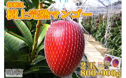 <鉢植え樹上 完熟マンゴー 2玉>2024年5月上旬〜6月下旬迄に順次出荷宮崎県高鍋町19000果物・フルーツマンゴー・パイナップル