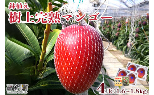 <鉢植え樹上 完熟マンゴー 4玉>2024年5月上旬〜6月下旬迄に順次出荷宮崎県高鍋町37000果物・フルーツマンゴー・パイナップル