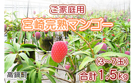<宮崎県産完熟マンゴー 1.5kg ご家庭用(3〜7玉)> ※2024年6月上旬〜9月上旬迄に順次出荷宮崎県高鍋町18000果物・フルーツマンゴー・パイナップル