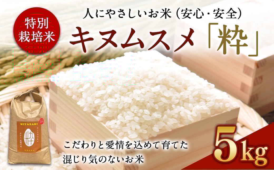 <令和6年度 特別栽培米「粋」キヌムスメ 5kg>※入金確認後、翌月末迄に順次出荷します。 お米 米 白米 精米 宮崎県 高鍋町宮崎県高鍋町11000米・パン白米