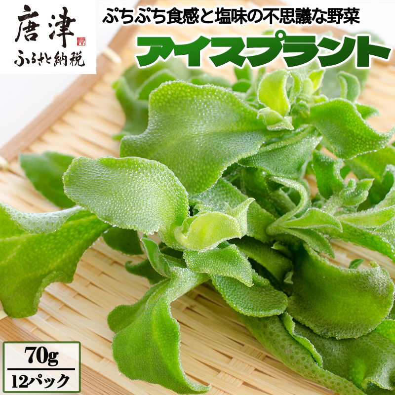 『先行予約』【11月中旬より順次発送】アイスプラント(70g×12パック)ぷちぷち食感 塩味 野菜 天ぷら 生春巻き サラダ スープ しゃぶしゃぶ 炒め物 おひたし佐賀県唐津市10000野菜・きのこそ