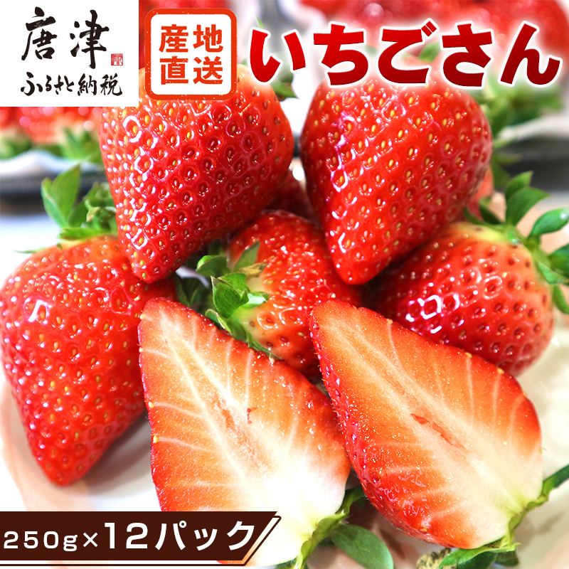 『先行予約』【令和8年4月より順次発送】唐津産 いちごさん 約250g×12パック(合計約3kg) 濃厚いちご 苺 イチゴ 果物 フルーツ佐賀県唐津市35000果物・フルーツ