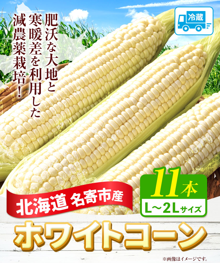 【2026年出荷】 北海道名寄産ホワイトコーン L-2Lサイズ11本 【2026年8月中旬-9月中旬頃出荷予定】NPO法人なよろ観光まちづくり協会 北海道 とうもろこし トウモロコシ Lサイズ 2Lサイズ  お取り