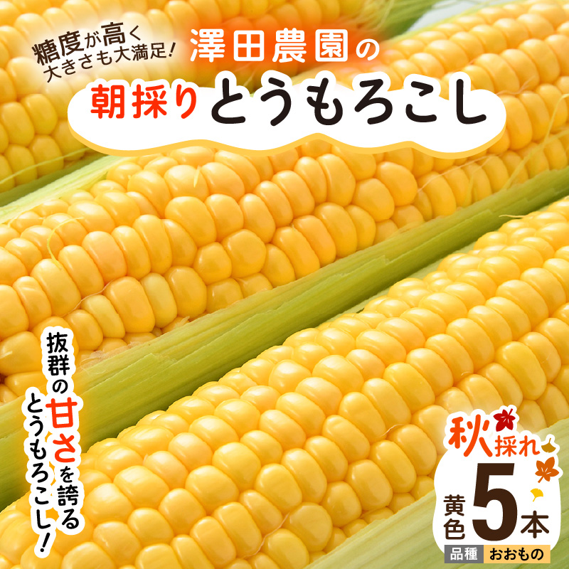 ys\zHƂ낱 5{  F ̂ ^ Ԍ ʌ nEX͔| Yn Â XC[gR[ Ƃ낱   2026N1010菇 [aw039-a013]
