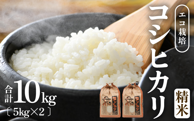こしいぶき 米 20kg 新潟産こしいぶき お米 20キロ 令和6年産