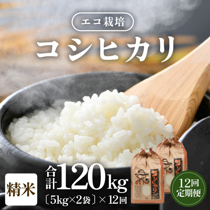 yߘa7NY Vāzs12tGR͔|RVqJ 10kgi5kg×2܁jv120kg ^ NxQ 䌧Y Ђ  VN  [aw063-o003]䌧s288000āEp