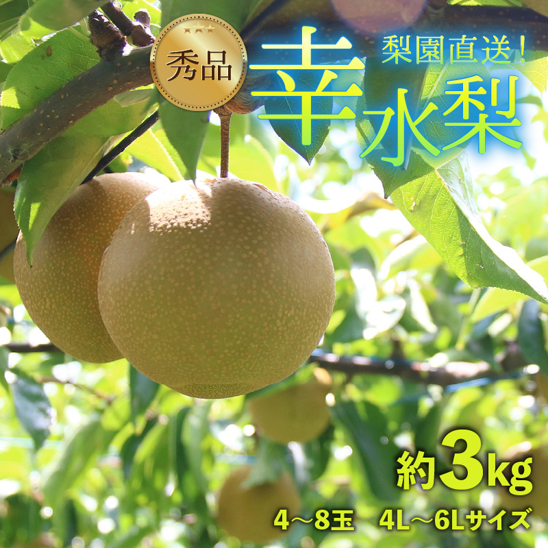 ys\z엜̍K 3kg 4L`6LyGizsʌtI / Ԍ ʕ t[c _ƒ VLVL  {  2026N8{菇 [aw077-a016]