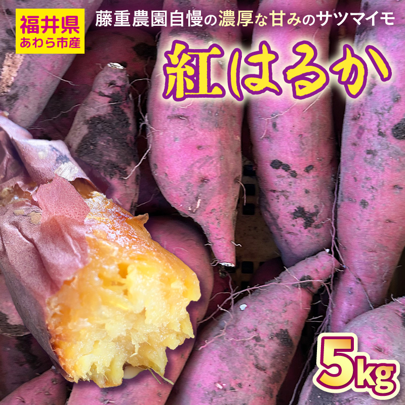 【先行予約】福井県あわら市産 藤重農園自慢の濃厚な甘みのサツマイモ 紅はるか 5kg / さつまいも 紅はるか べにはるか さつま芋 国産 土付き 芋 産地直送 熟成 サツマイモ ※2025年11月中旬