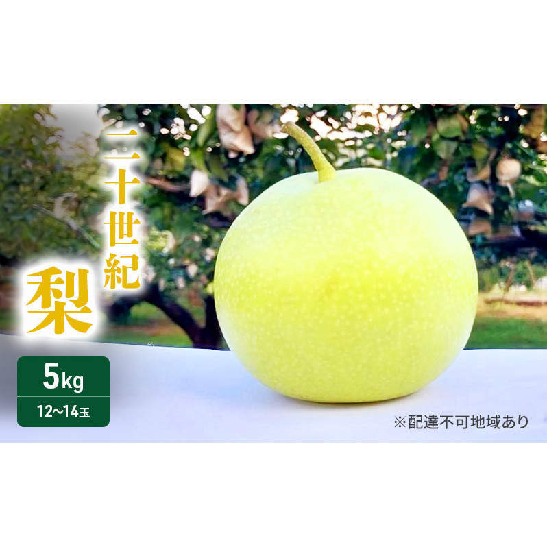 梨 2025年 先行予約 二十世紀梨 5kg 12〜14玉 果物 なし 広島県 安芸高田市広島県安芸高田市18500果物・フルーツりんご・梨