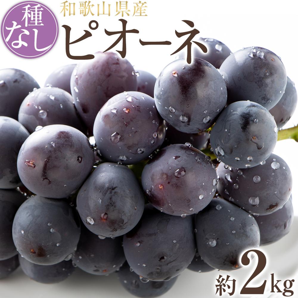 【新鮮・産直】和歌山かつらぎ町産たねなしピオーネ約2kg★2026年8月中旬頃より順次発送【TM164】和歌山県印南町18000果物・フルーツマスカット・ぶどう