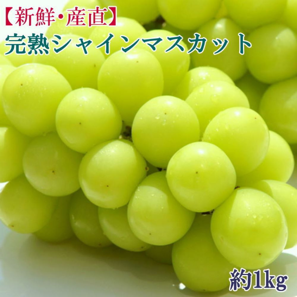 2026Nx[VNEY]a̎RYnVC}XJbg1kg 2026N9{菇mTM182na̎R쒬16000ʕEt[c}XJbgEԂǂ