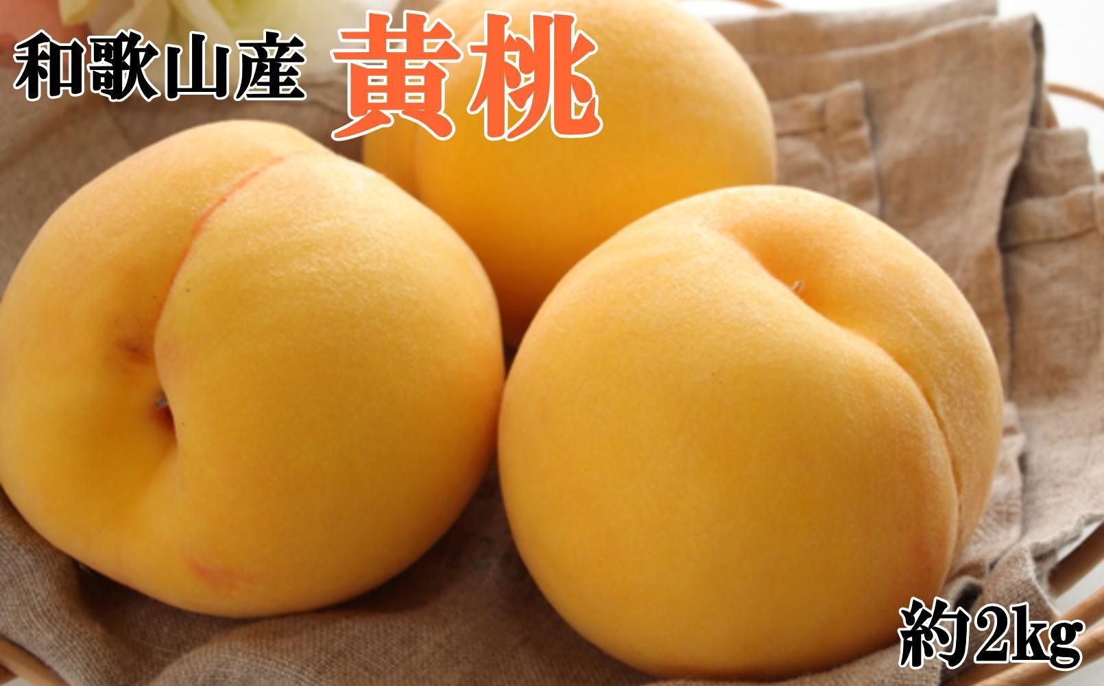 人気 和歌山県産 黄桃(つきあかり、ゆめおうみ)約2kg【数量限定】 ★2026年7月中旬〜8月上旬頃順次発送★【TM177】和歌山県印南町17000果物・フルーツもも・すもも