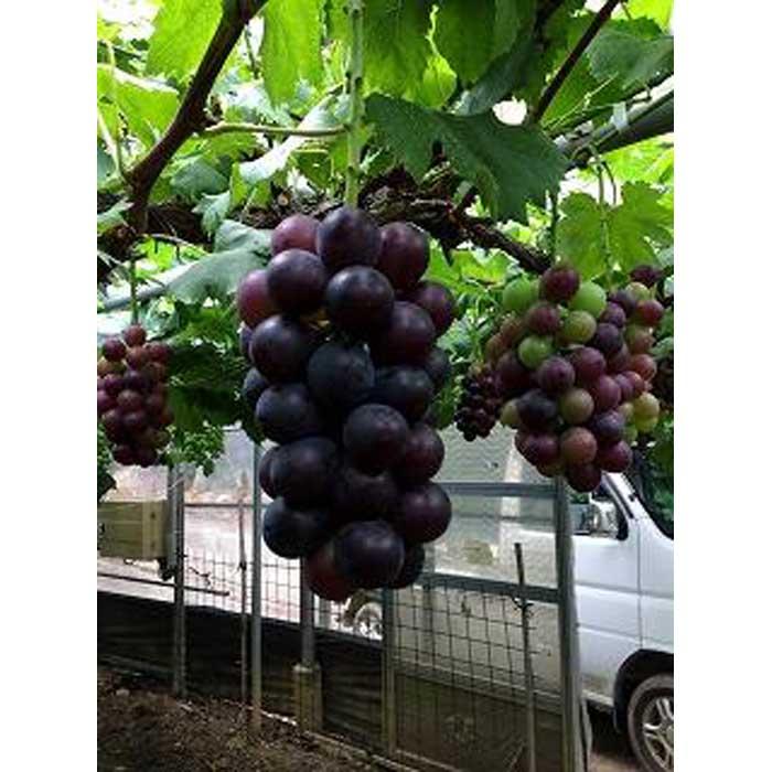 s\񁟘a̎RY sI[l 4[qGirm2025N8{ȍ~oׁnmMG25na̎R쒬28000ʕEt[c}XJbgEԂǂ