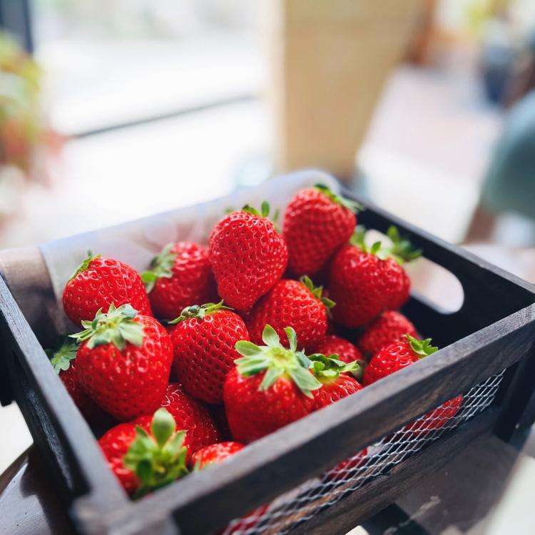 朝摘み完熟 まりひめ いちご 約600g(約300g×2パック) 【先行予約・2025年1月より発送】【農園直送】【MS76】和歌山県印南町11000果物・フルーツいちご