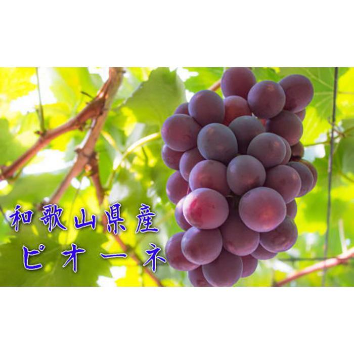 和歌山のピオーネ 約2.5kg(3〜5房) ※2025年8月下旬〜9月下旬頃発送予定| 先行予約 ぶどう 葡萄 果物 フルーツ 甘い【MS102】和歌山県印南町19000果物・フルーツマスカット・ぶどう