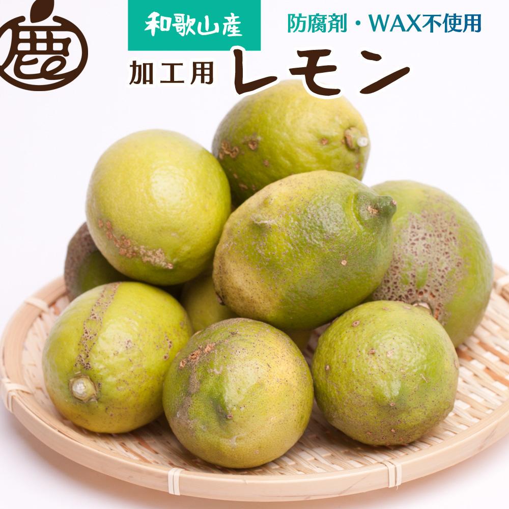 <9月より発送> 加工用黒潮レモン5kg+150g(傷み補償分)【和歌山有田産】【防腐剤・WAX不使用、安心の国産レモン】【わけあり・訳ありレモン】【果汁用】和歌山県印南町10000果物・フルー