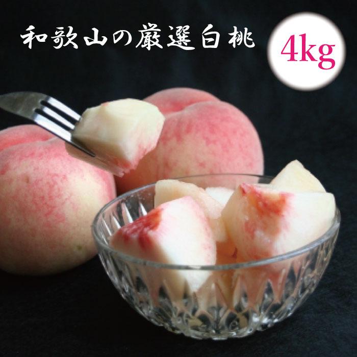 7a̎ŘI 4kgmPEE쒆EE͂ƂnmϔnmIKE18na̎R쒬23000ʕEt[cE