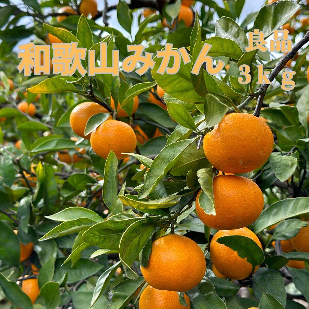 和歌山県海南市産みかん 良品 約3kg(サイズ2S〜2L)【red5】和歌山県印南町8000果物・フルーツみかん・柑橘類