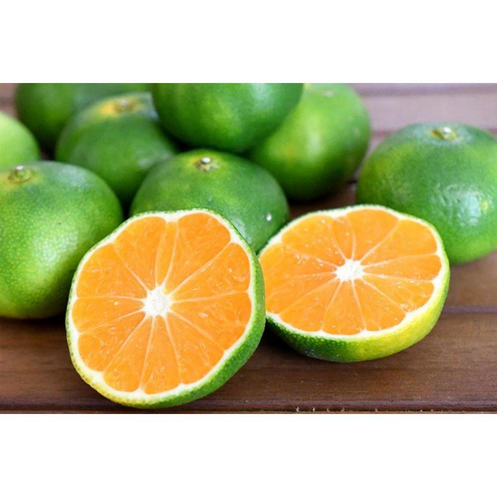 【先行予約】和歌山由良町産 由良早生みかん 約3kg  訳あり キズ 御家庭用 サイズ混合【SL7】和歌山県印南町9000果物・フルーツみかん・柑橘類