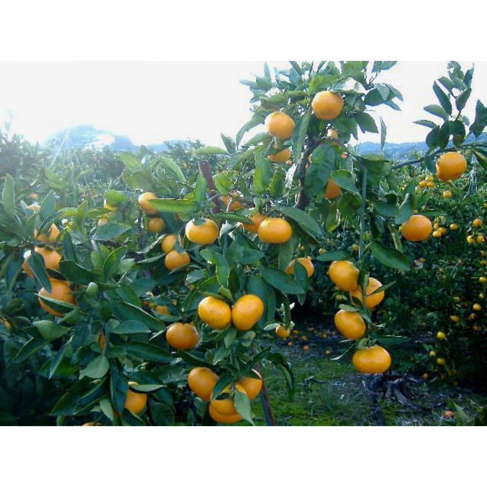 IBLc݂ Ԃ 5kg SSTCYmSL47na̎R쒬14000ʕEt[c݂Ek