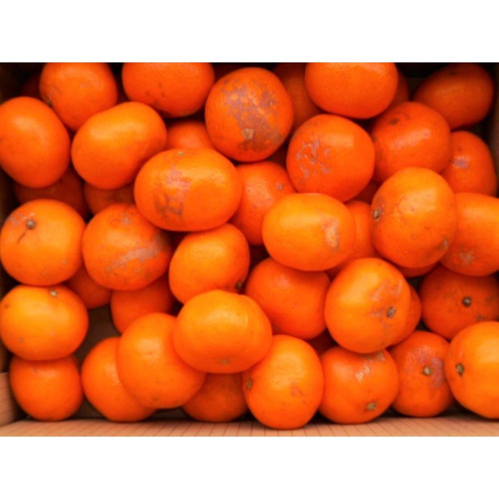 IBLc݂ 10kg 󂠂 ƒpLY  TCY܂ 2L`2S ꂩ͂ mSL39na̎R쒬17000ʕEt[c݂Ek